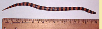Banded Sand Snake